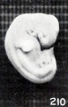 Fig. 210. Normal, well-preserved cat fetus.