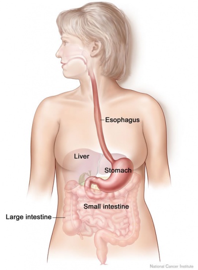 Adult gastrointestinal tract cartoon02.jpg