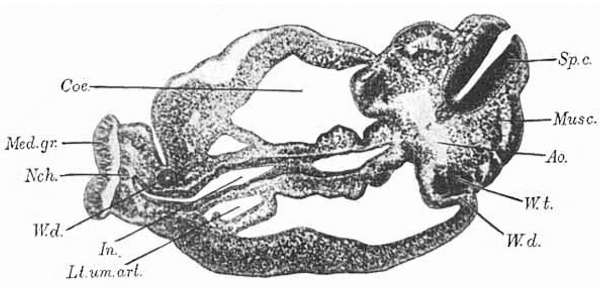 Fig.8. Section through body of embryo, near the cloaca