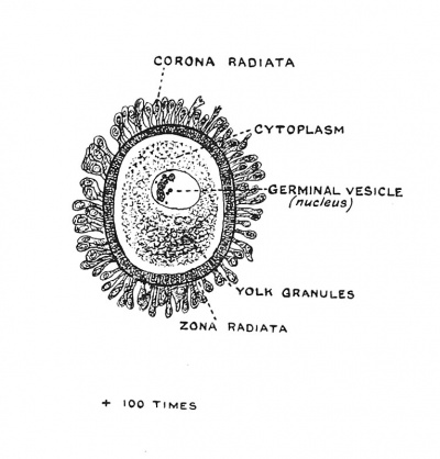 Fig. 1 The parts of a Mature Human Ovum