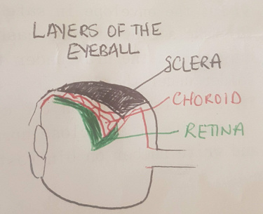 2017 Group Project 4 - Embryology