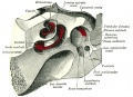 923 Inner Ear - Cochlea and Vestibule