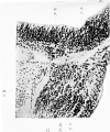 Fig. 17. Section through a portion of the wall of the brain tube at the level of the origin of the fifth cranial nerve.