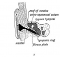 Fig. 36 B. A Section of the External Auditory Meatus at Birth. (After Symington.)