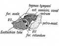 Fig. 43. Showing the outer aspect of the Petro-mastoid at birth after the Squamosal is removed.