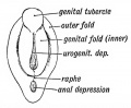 Fig. 98. The Uro-genital Cleft or Depression and the Genital Tubercle and Folds towards the end of the 2nd month.