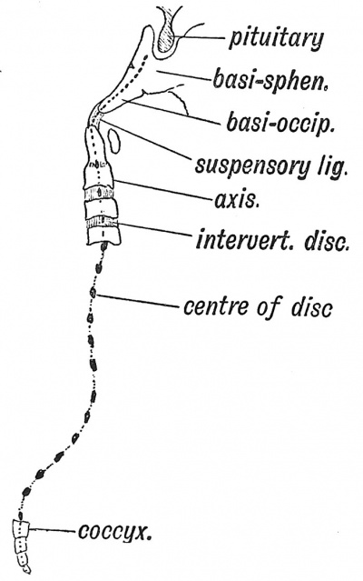 Fig. 52 Where remnants of the Notochord may occur in the Adult.