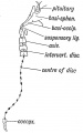 Fig. 52. Where remnants of the Notochord may occur in the Adult