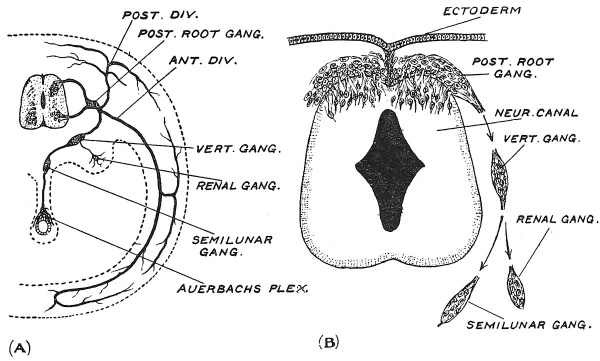 Fig. 67 Diagram of the Nerve System of the 11th Dorsal Segment.