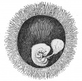 83. Human Ovum with Embryo of 9.8 mm The Chorion Has Been partly Removed to Show the Embryo (Minot Collection, 275)
