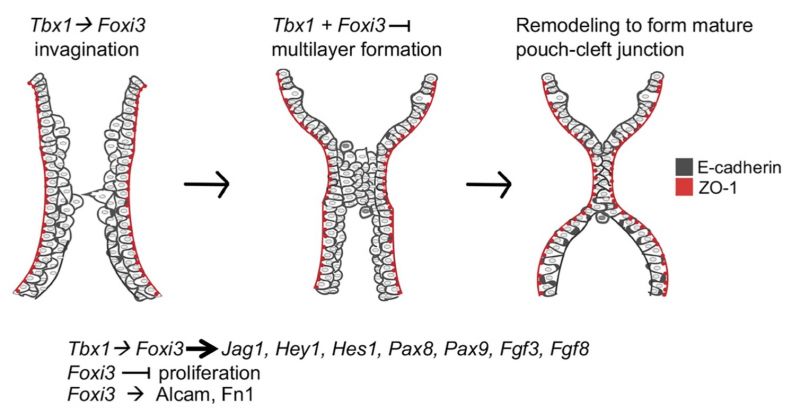 File:Pharyngeal arch segmentation model - Tbx and Fox.jpg