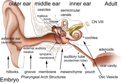Adult hearing embryonic origins