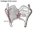 950 thyroid cartilage