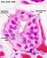 Skin merocrine sweat gland (detail)