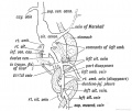 Fig. 188. Diagram showing the Formation of the Ductus Venosus, and the fate of the Umbilical and Vitelline veins.