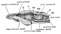 Fig. 130. The Chondrocranium of a Shark laid open by a mesial sagittal section.