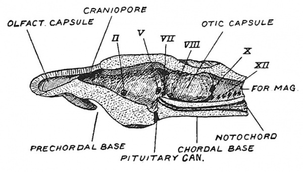 Fig. 130 The Chondrocranium of a Shark laid open by a mesial sagittal section.