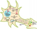 Key cellular pathogenic mechanisms in Huntington's disease.jpg