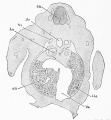 Fig. 451. Section of a rabbit embryo of thirteen days through the region of the fore limbs and liver