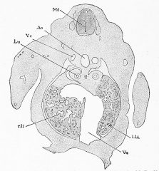 1897 Human Embryology - Figures - Embryology