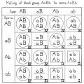 Fig. 75. Diagram illustrating the sixteen classes of individuals when two members of the blood group AaBa mate