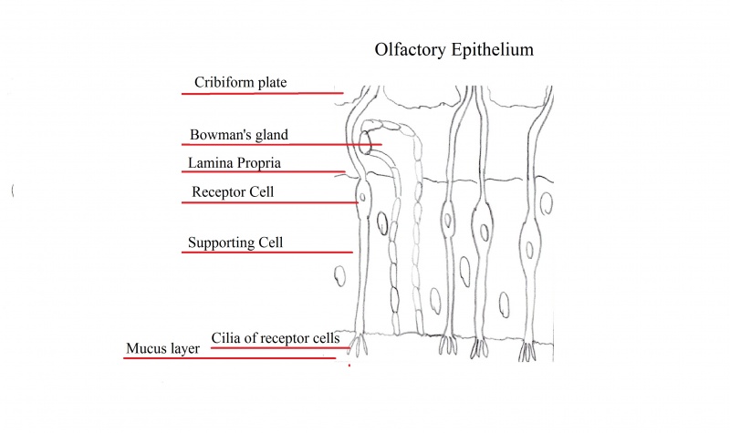 File:Olfactory epithelium.jpg