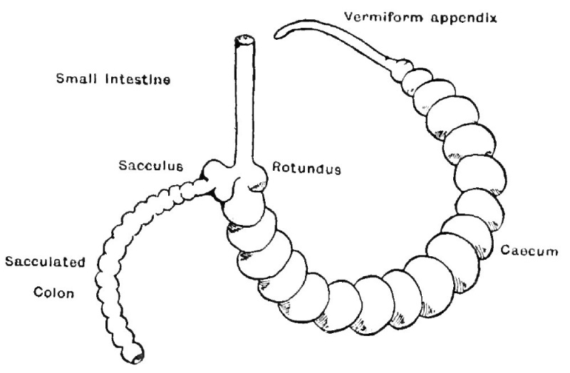 File:Rabbit caecum-appendix.jpg