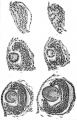 Development of the optic cup and lens in Siredon pisciformis