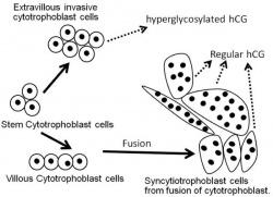 Trophoblast cell hCG.jpg