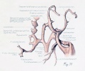 Embryo 940 cardiovascular ventrolateral view