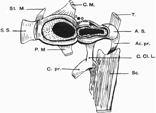 alt = Fig. 1. Drawing of a model of the right shoulder girdle of the 17mm. (Robinson) embryo