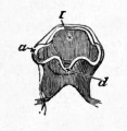 Fig. 35. Head of a chick at the end of the second day viewed from below as a transparent object. (Copied from Huxley).