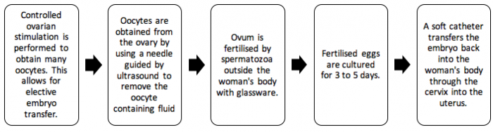 IVF flow chart.png