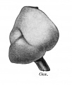 Fig. 351. Lungs of an embryo of about 17.5 mm. seen from the right.