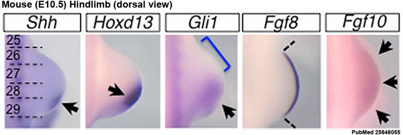 File:Mouse E10.5 hindlimb gene expression.jpg