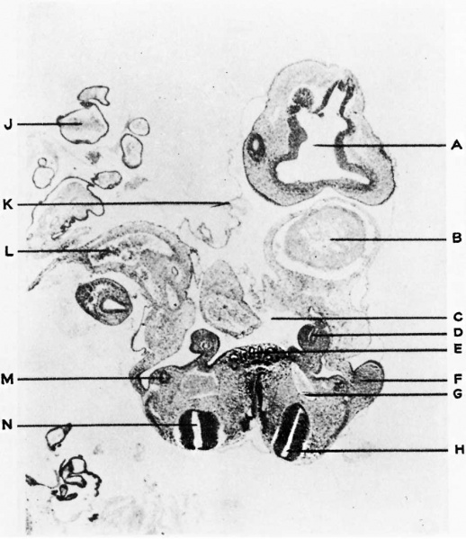 File:Shaw1932 fig03.jpg