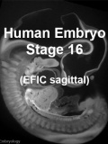 Stage16 EFIC S01 icon.jpg