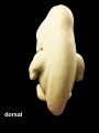 model dorsal