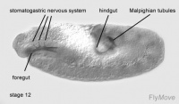 Stage 12 drosophila.jpg