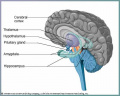 Fig 2. Section of the human brain