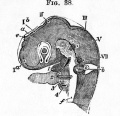 Fig. 38. Head of a chick of the third day viewed sideways as a transparent object. (From Huxley.)