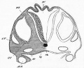 Fig. 40. Section through the hind-brain of a chick at the end of the third day of incubation.