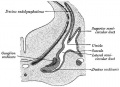 Inner Ear Development