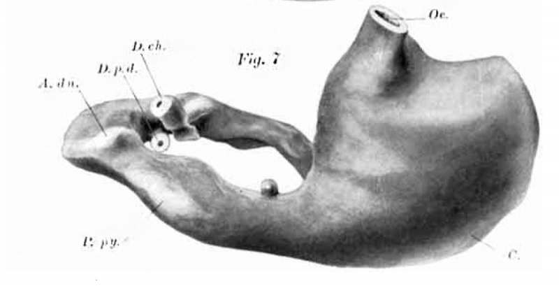 File:Lewis1912-fig07.jpg