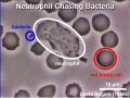 Neutrophil chasing bacteria.jpg