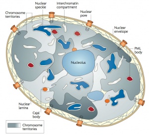 Nucleus structure cartoon 01.jpg