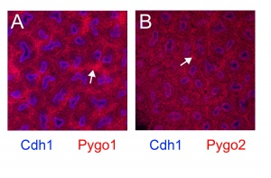 E18.5 developing kidney expressing Pygo1 and Pygo2.jpg