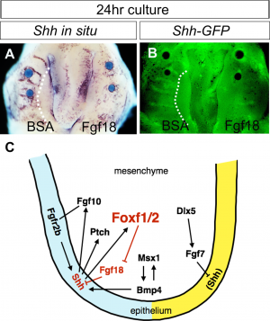 Fgf signalling in palate development.PNG