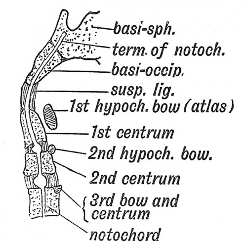 Fig. 58 A Diagrammatic Section of the Foetal Axis, Atlas, and Basi-occipital.