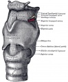 951 Ligaments of the larynx (anterior view)